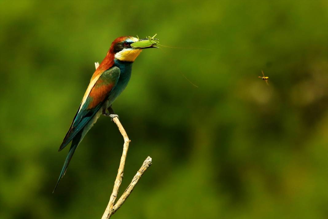 Yazın habercileri döndü! Konya semaları tuvale dönüştü 1